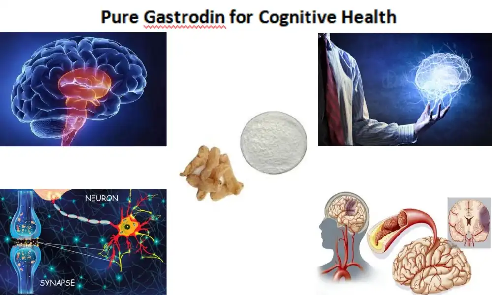 Pure Gastrodin for Cognitive Health